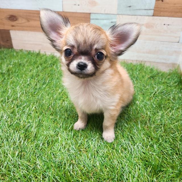 animal_image