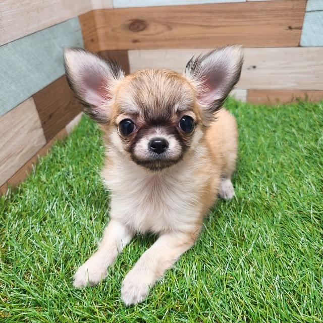 animal_image