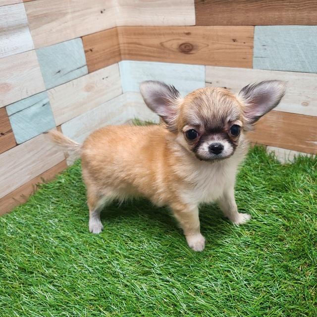animal_image
