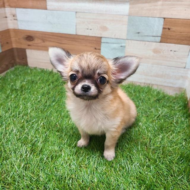 animal_image