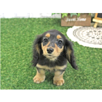 animal_image