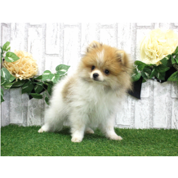 animal_image