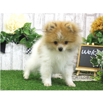 animal_image