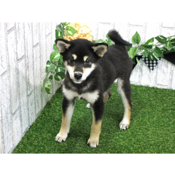 animal_image