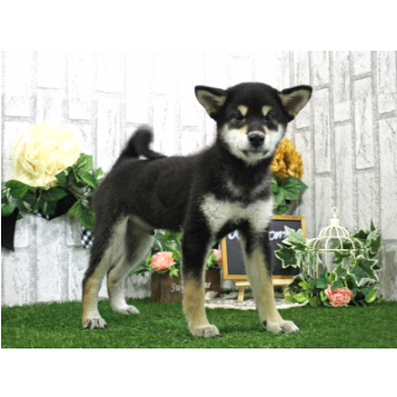 animal_image