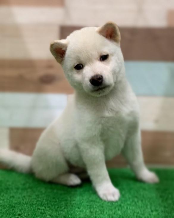 animal_image