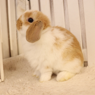 animal_image