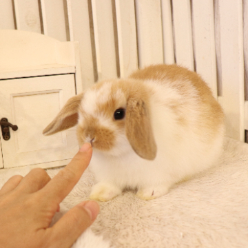 animal_image