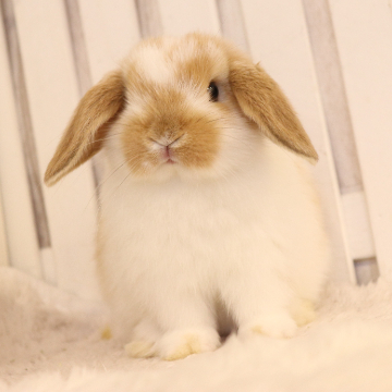 animal_image