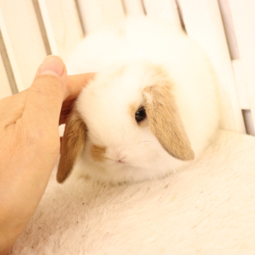 animal_image