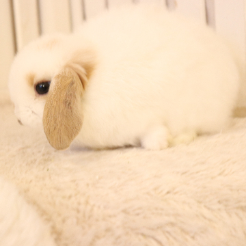 animal_image