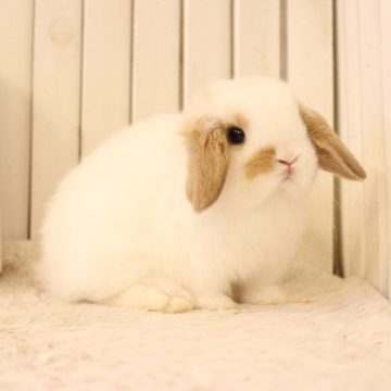 animal_image