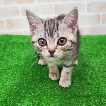 animal_image