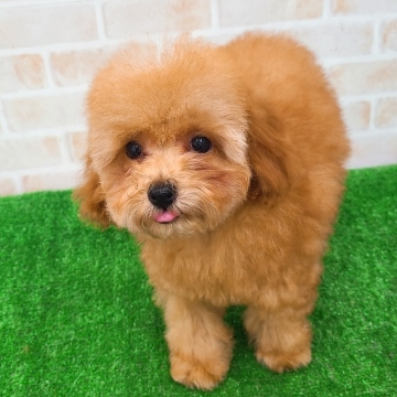 animal_image