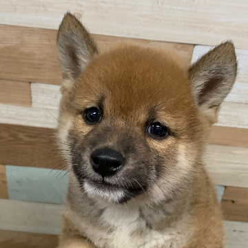 animal_image