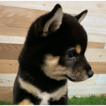 animal_image