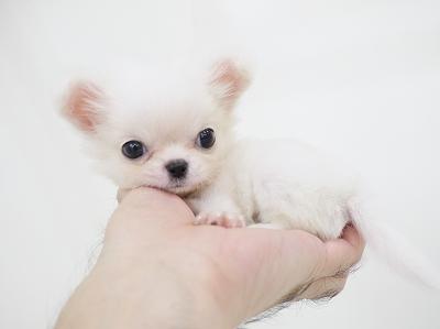 animal_image