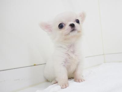 animal_image