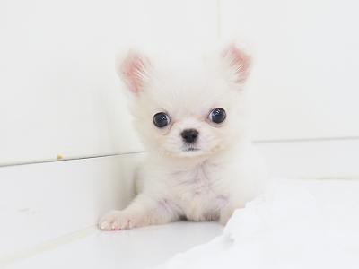 animal_image