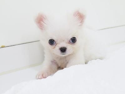 animal_image