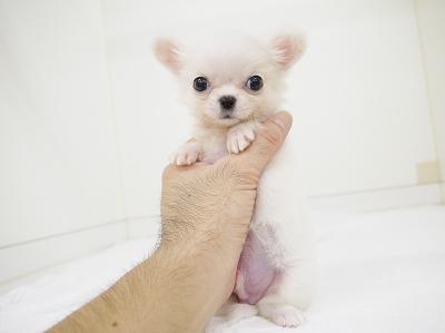 animal_image
