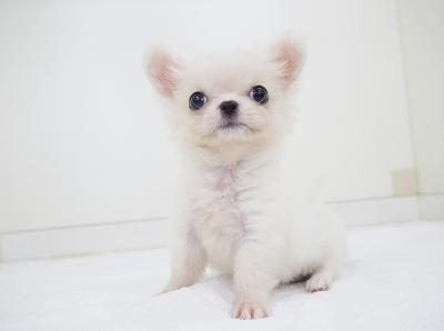 animal_image
