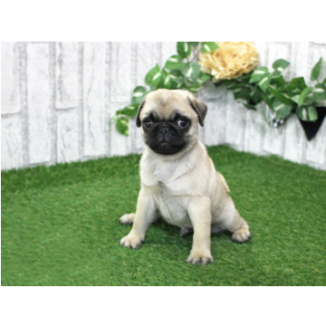 animal_image