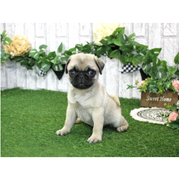 animal_image