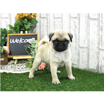 animal_image