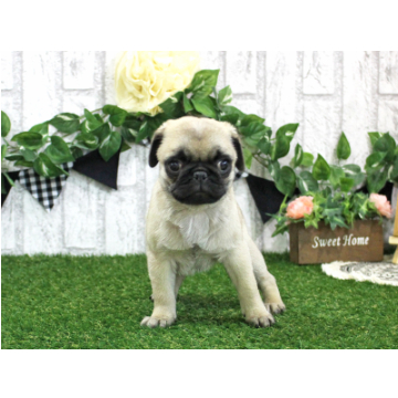 animal_image