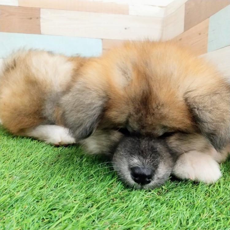 animal_image