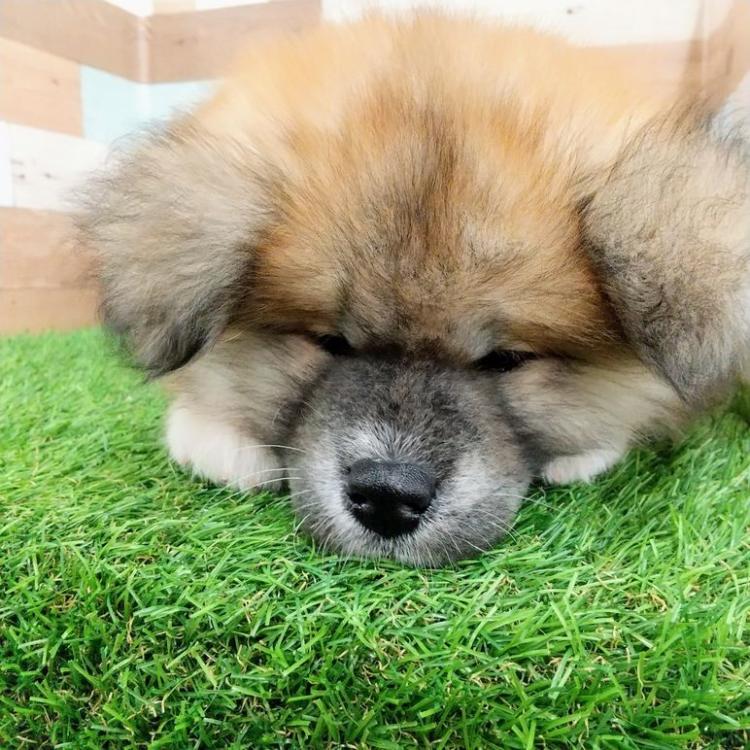 animal_image