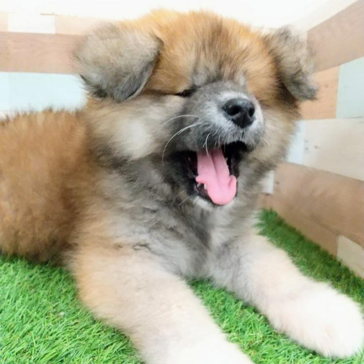 animal_image