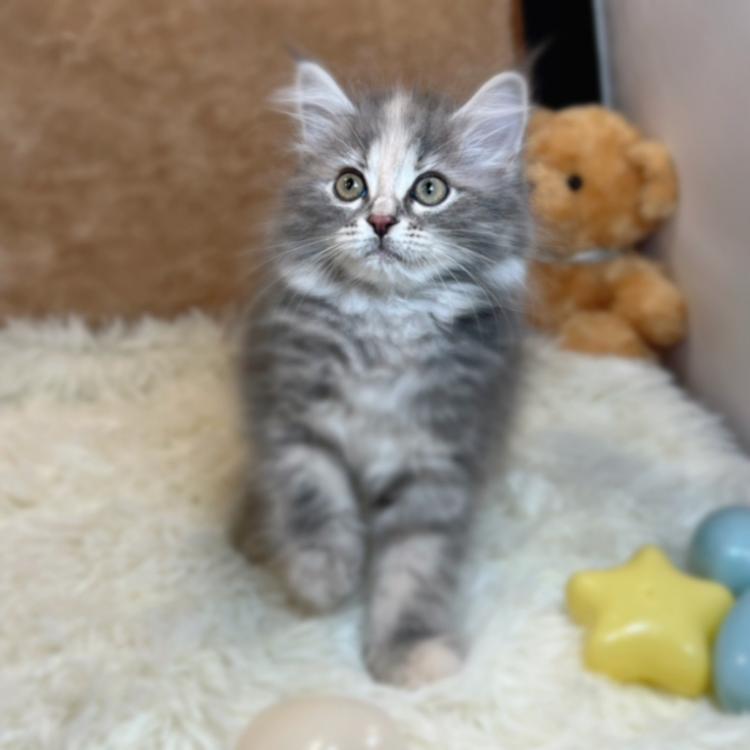animal_image