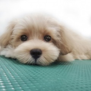 animal_image