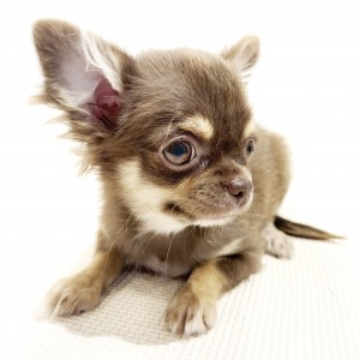 animal_image