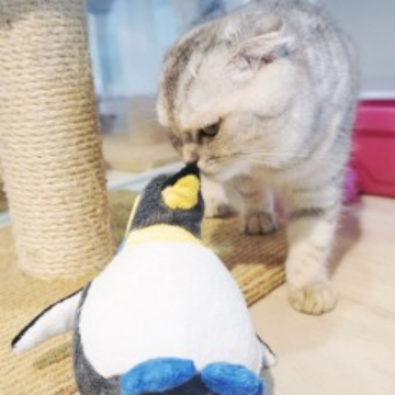 animal_image