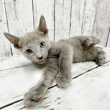 animal_image