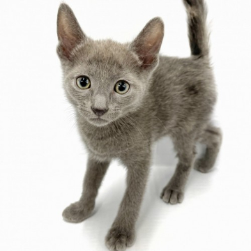 animal_image