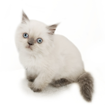 animal_image