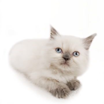 animal_image