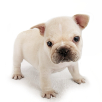 animal_image