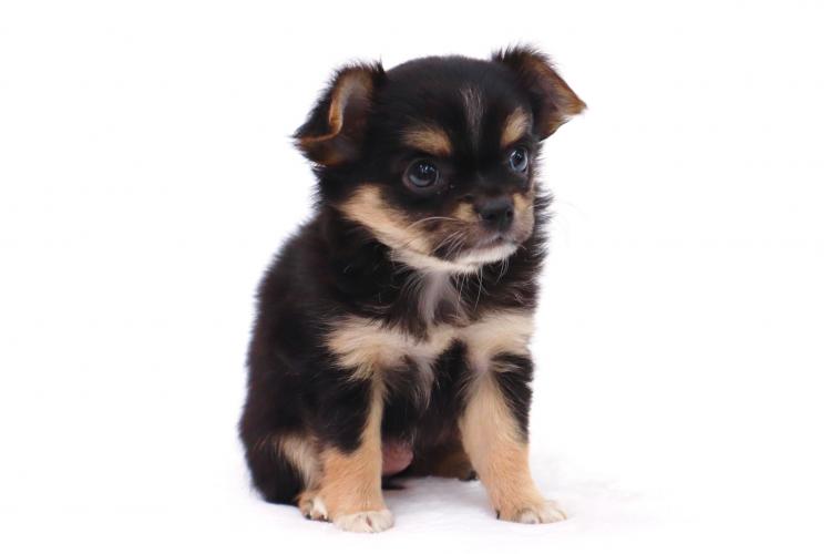 animal_image