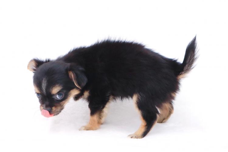 animal_image