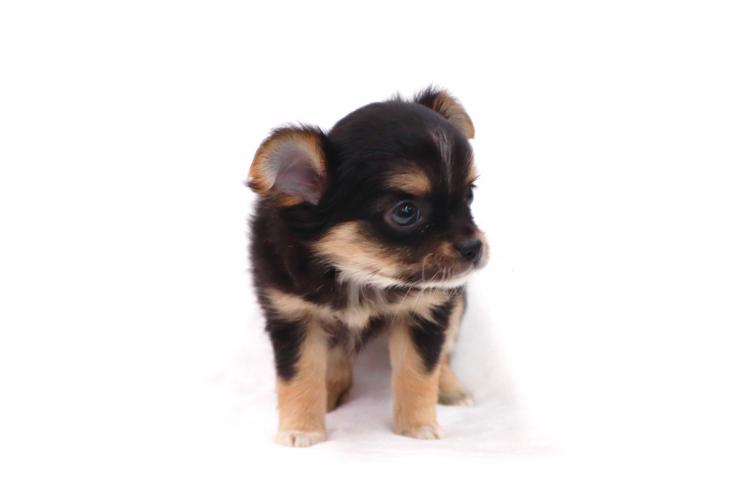 animal_image