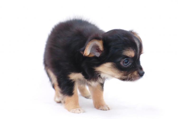 animal_image