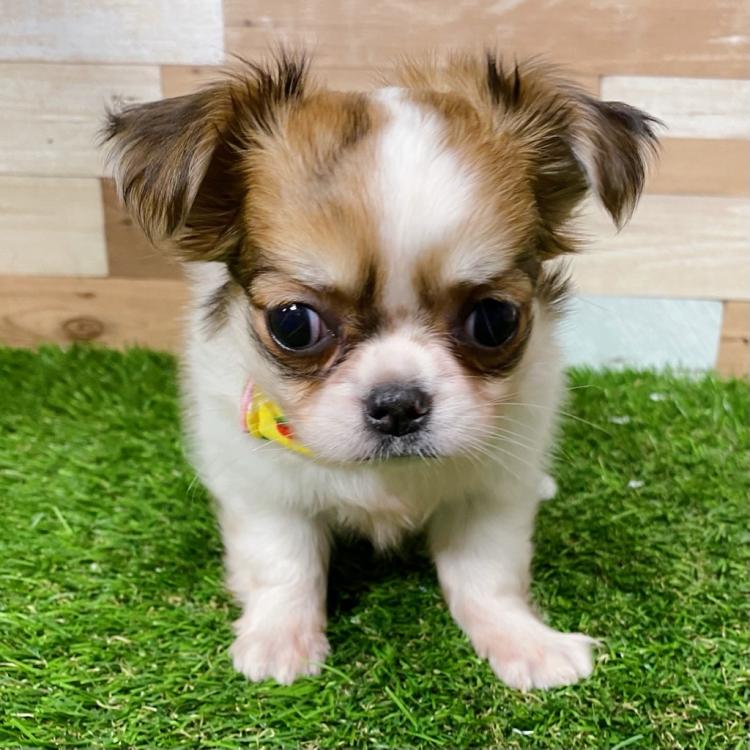 animal_image