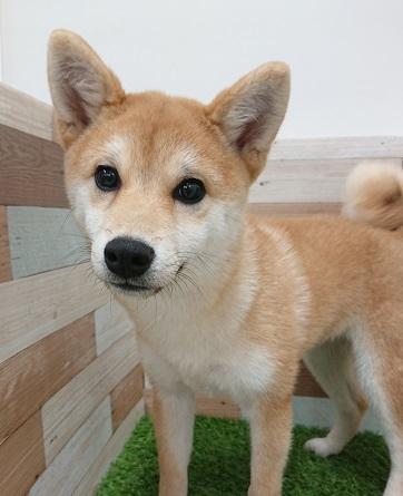animal_image