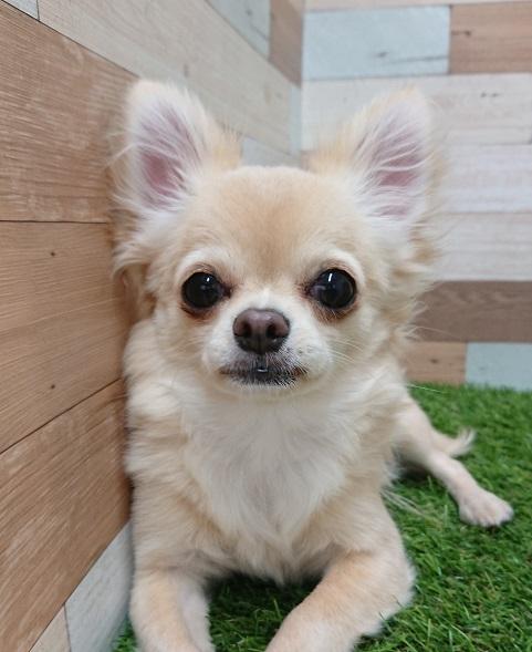 animal_image