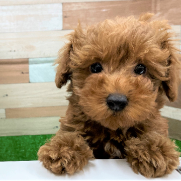 animal_image